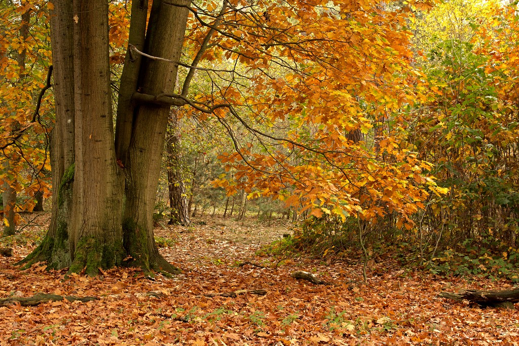 lente zomer herfst winter seizoen seizoenen voorjaar najaar hdr paddenstoelen bladeren mist regen sneeuw
